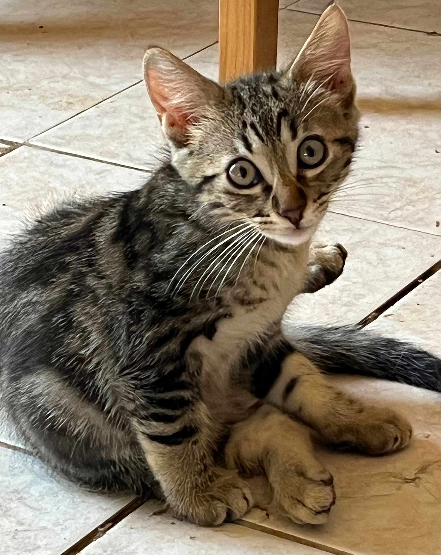 Arthur a rejoint le concours — aidez-le/la à gagner de superbes lots ! kitten, cat, tabby, animal, pet, feline, cute, young, whiskers, ears, floor, tile, indoor, sitting, fur, eyes, paws, tail, curious, small