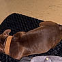 dog, brown_dog, sleeping, mat, indoor, pet, collar, floor, resting, animal, canine, fur, quiet, relaxed, cozy, napping, domestic_animal, companion, cute, small_dog