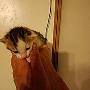 Rambo participe au concours pour gagner de l'argent avec cette photo : kitten, cat, hand, indoor, pet, animal, feline, small, cute, fur, holding, young, mammal, domestic, face, closeup, warm, gentle, curious, soft