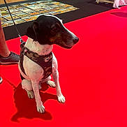 Jack participe au concours pour gagner de l'argent avec cette photo : dog, black_and_white, sitting, red_carpet, harness, leash, shadow, indoor, person, shoes, wooden_wall, cards, posters, floor, obedient, pet, animal, calm, side_view, closeup