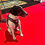 dog, black_and_white, sitting, red_carpet, harness, leash, shadow, indoor, person, shoes, wooden_wall, cards, posters, floor, obedient, pet, animal, calm, side_view, closeup
