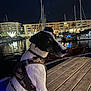 Jack participe au concours pour gagner de l'argent avec cette photo : dog, black_and_white, harness, camouflage, sitting, wooden_dock, night, marina, boats, water, reflections, buildings, lights, outdoor, pet, animal, calm, leash, side_view, evening
