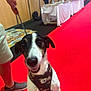 dog, leash, harness, camouflage, red_carpet, person, shoe, indoor, event, table, exhibition, background, floor, wooden_wall, smiling_dog, pet, animal, happy, standing, human_leg