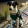 Jack participe au concours pour gagner de l'argent avec cette photo : dog, animal, pet, green_harness, tiled_floor, plant, outdoor, night, leash, sitting, black_and_white, curious, pavement, sidewalk, closeup, canine, domestic_animal, quiet, evening, urban