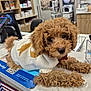 dog, puppy, poodle, curly_fur, sweater, white_sweater, yellow_star, countertop, indoor, pet_store, vet_clinic, marble_surface, brown_fur, cute, animal, pet, fur, small_dog, laying_down, black_nose