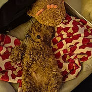 Milo Tucker joined the competition — help win amazing prizes! dog, curly_hair, dog_bed, blanket, plush_toy, relaxed, sleeping, indoor, cozy, pet, fur, resting, cute, animal, paw, snuggle, comfort, home, laying, fluffy