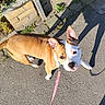 Houna a rejoint le concours — aidez-le/la à gagner de superbes lots ! dog, puppy, pet, animal, portrait, outdoor, sunlight, sidewalk, pavement, brick_wall, garden, leash, pink_leash, brown_and_white, floppy_ears, standing, looking_up, shadow, bright, walk