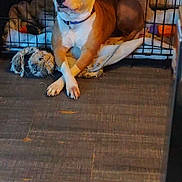 Houna a rejoint le concours — aidez-le/la à gagner de superbes lots ! dog, pet, animal, canine, brown_and_white, short_hair, sitting, crossed_paws, crate, kennel, blanket, toy, indoors, portrait, front_view, alert, relaxed, funny, french_text, text_overlay