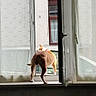 Houna participe au concours pour gagner de l'argent avec cette photo : dog, pet, animal, window, indoors, outdoors, curtains, sunlight, open_window, window_sill, house, building, brown_dog, standing, rear_view, funny, escape_attempt, photography, caption, portrait