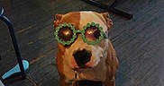 Houna a rejoint le concours — aidez-le/la à gagner de superbes lots ! dog, bulldog, pet, animal, sunglasses, flower_glasses, portrait, sitting, indoors, living_room, coffee_table, television, floor, wood_floor, home, funny, fashion, accessory, brown_and_white, text_overlay