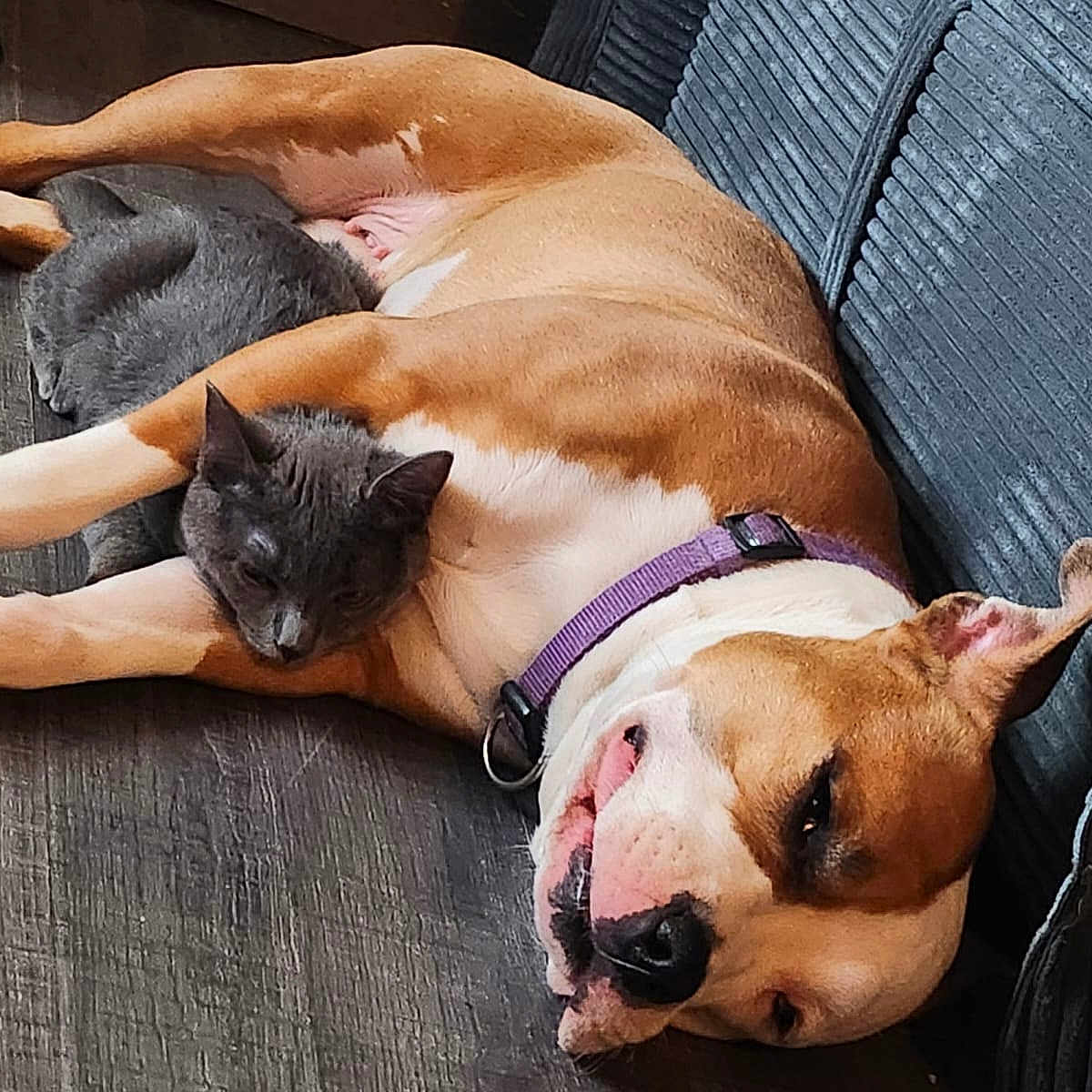 Houna participe au concours pour gagner de l'argent avec cette photo : dog, cat, sleeping, resting, couch, indoor, pets, animal_companions, cuddle, relaxed, gray_cat, brown_dog, white_chest, collar, harness, floor, home, cozy, close_up, funny