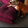 dog, brown_and_white_dog, pet, sitting, raised_paw, indoor, living_room, couch, ottoman, furniture, wooden_floor, collar, portrait, looking_at_camera, white_chest, brown_fur, floppy_ears, funny, french_text, text_overlay