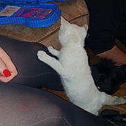 Caline participe au concours pour gagner de l'argent avec cette photo : carnivore, cat, fawn, felidae, leg, nail, paw, small_to_medium_sized_cats, tail