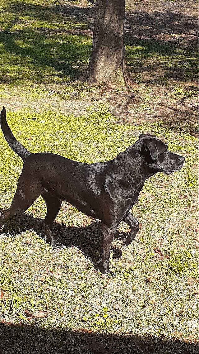 Benjamin is registered to the contest to win money with this photo: canidae, carnivore, collar, companion_dog, dog, dog_breed, liver, mammal, shade, shadow, snout, sporting_group, tail, terrestrial_animal, trunk, working_animal, working_dog