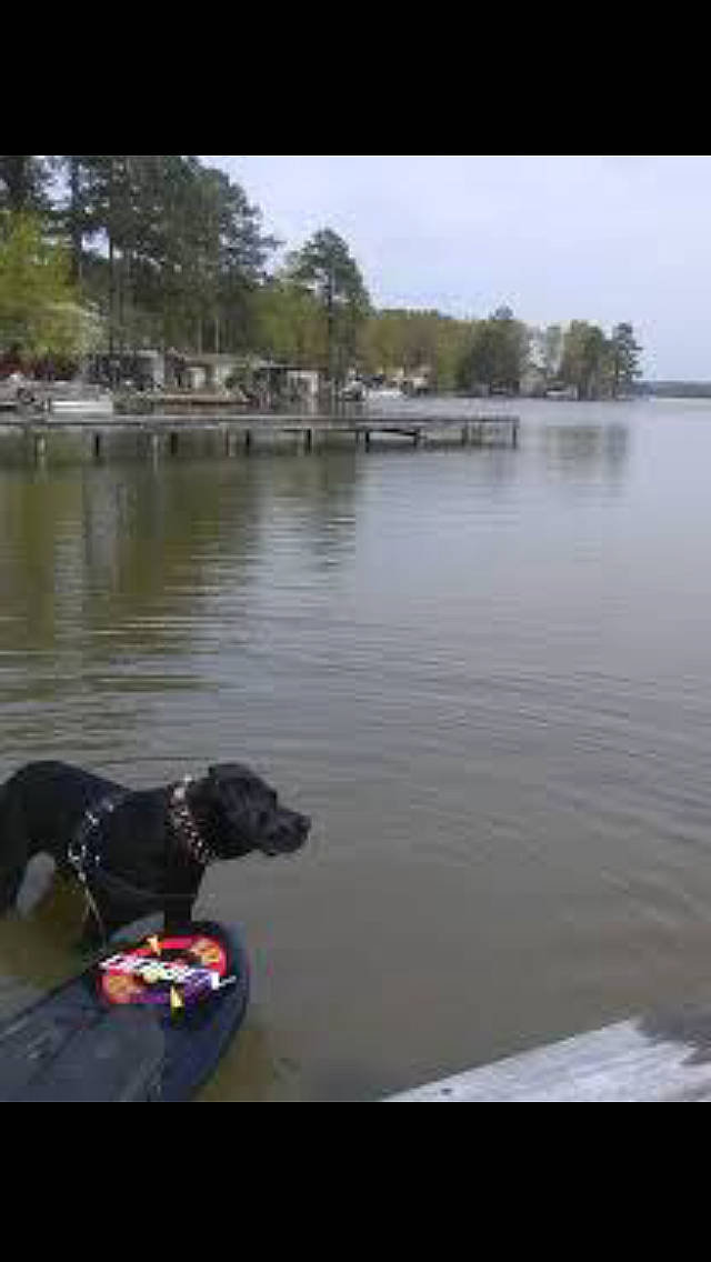 Benjamin joined the competition — help win amazing prizes! bank, body_of_water, carnivore, channel, collar, dog, dog_breed, fluid, landscape, liquid, natural_environment, nature, photograph, reflection, reservoir, river, water, water_resources, watercourse, waterway