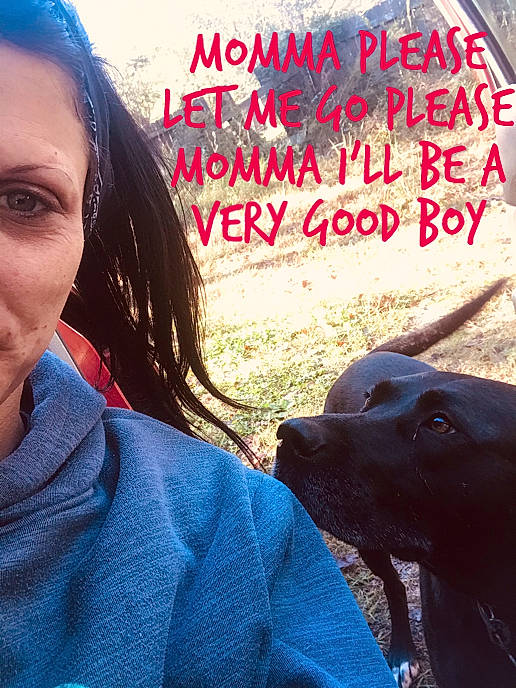 Benjamin joined the competition — help win amazing prizes! borador, canidae, carnivore, collar, companion_dog, dog, dog_breed, dog_collar, eyelash, guard_dog, human, hunting_dog, love, mammal, selfie, snout, sporting_group, sweater, working_animal, working_dog