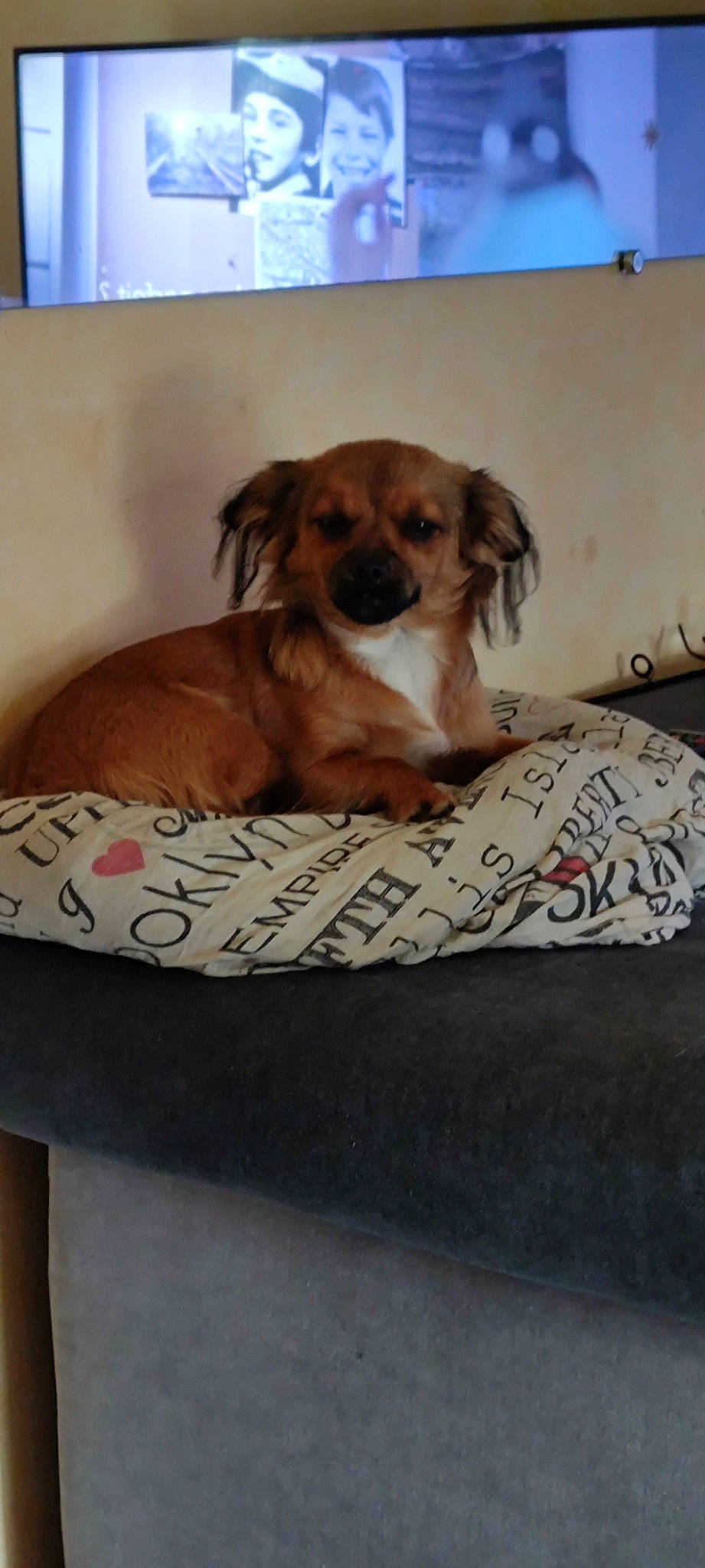 Ipop participe au concours pour gagner de l'argent avec cette photo : art, bed, bedding, carnivore, comfort, companion_dog, dog, dog_breed, dog_supply, fawn, flooring, hardwood, linens, liver, pet_supply, rectangle, room, sporting_group, wood, working_animal