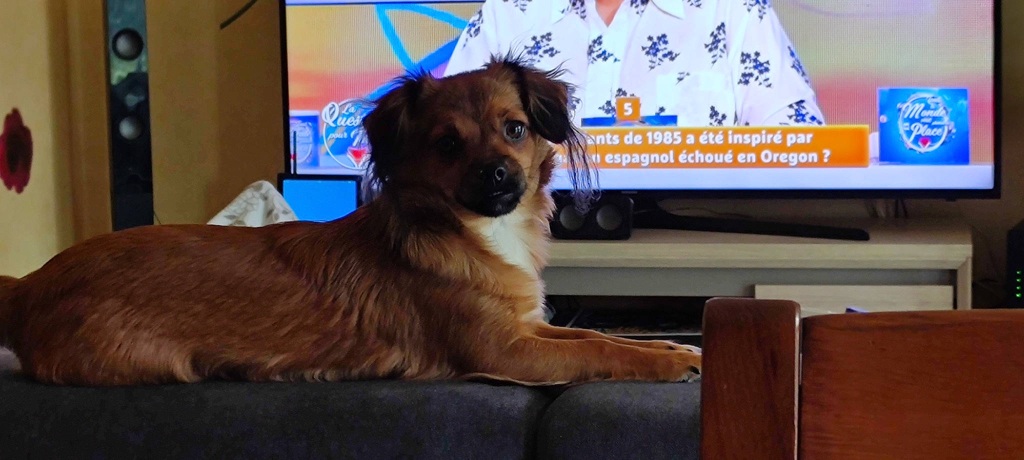 Ipop a rejoint le concours — aidez-le/la à gagner de superbes lots ! bench, canidae, carnivore, collar, companion_dog, dog, dog_breed, dog_supply, fawn, fur, paw, pet_supply, photo_caption, service, snout, sporting_group, varnish, whiskers, wood, working_dog