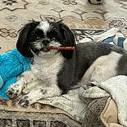 Oreo is registered to the contest to win money with this photo: animal, black_and_white, blanket, comfort, companion, cute, dog, fur, indoor, lying_down, nose, paw, pet, plush_toy, relaxed, resting, rug, small_dog, toy, treat