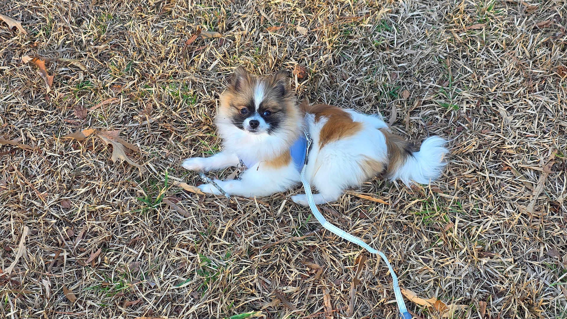 Cookie is registered to the contest to win money with this photo: dog, small_dog, fluffy, brown_fur, white_fur, black_fur, harness, leash, grass, dry_leaves, outdoor, pet, animal, cute, lying_down, nature, daylight, curious, canine, fur