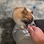 puppy, dog, playing, hand, indoor, fur, cute, pet, animal, interaction, blurred_background, white_clothing, floor, toy, small_dog, furry, mouth_open, person, home, friendly