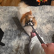 Cookie joined the competition — help win amazing prizes! dog, playful, tug_of_war, leash, carpet, indoor, pet_bed, toy, floor, furniture, hand, person, white_pants, wooden_floor, fluffy_dog, small_dog, living_room, home, pet, playtime