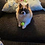 Cookie is registered to the contest to win money with this photo: dog, small_dog, fluffy, tennis_ball, couch, pillow, blanket, indoor, pet, animal, fur, cute, companion, toy, home, relaxing, domestic, guarding, seated, cozy