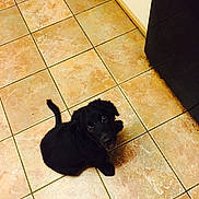 Dexter joined the competition — help win amazing prizes! black, carnivoran, dog, dog_breed, dog_breed_group, dog_like_mammal, floor, flooring, hardwood, labrador_retriever, puppy, snout, tile