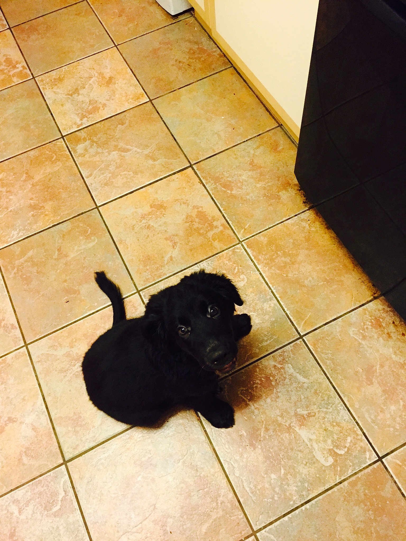 Dexter joined the competition — help win amazing prizes! black, carnivoran, dog, dog_breed, dog_breed_group, dog_like_mammal, floor, flooring, hardwood, labrador_retriever, puppy, snout, tile