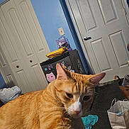 Chili is registered to the contest to win money with this photo: cat, orange_cat, indoor, room, door, blue_wall, mini_fridge, sticker, paper_bag, carpet, clutter, household_items, curious, pet, feline, light_switch, plastic_bag, envelope, furniture, floor