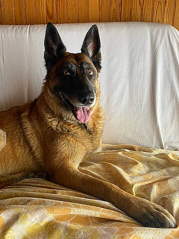 Jana participe au concours pour gagner de l'argent avec cette photo : canidae, carnivore, comfort, companion_dog, dog, dog_breed, door, east_european_shepherd, fawn, fur, german_shepherd_dog, herding_dog, jaw, king_shepherd, old_german_shepherd_dog, snout, sporting_group, terrestrial_animal, whiskers, working_animal