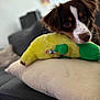 Vaïana a rejoint le concours — aidez-le/la à gagner de superbes lots ! animal, banana_toy, brown_dog, close_up, couch, cozy, cute, dog, furniture, home, indoor, pet, pillow, plush_toy, puppy, relaxed, resting, soft_focus, toy, white_markings