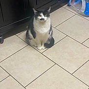 Chloe is registered to the contest to win money with this photo: cat, black_and_white, mustache_marking, sitting, floor, tile_floor, kitchen, cabinet, plastic_bag, water_bottles, indoor, pet, animal, looking, cute, feline, domestic_cat, whiskers, ears, tail
