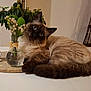 cat, siamese_cat, flower, vase, table, plant, indoor, pet, animal, fluffy, relaxed, decor, still_life, houseplant, furniture, cute, domestic_cat, resting, closeup, cozy