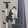 Orki a rejoint le concours — aidez-le/la à gagner de superbes lots ! animal, black, cat, cat_tree, cozy, curtain, cute, domestic, fluffy, fur, furniture, gray, indoor, looking_at_camera, mirror, pet, sitting, tail, whiskers, white