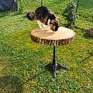 Orki participe au concours pour gagner de l'argent avec cette photo : animal, backyard, cat, curious_cat, daylight, fence, flowers, fluffy_cat, garden, grass, greenery, nature, outdoor, pet, plants, shadows, sunlight, table_leg, tree_stump, wooden_table
