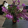 cat, flower, bouquet, lilac, purple_flower, vase, table, kitchen, cabinet, plant, leaf, pet, feline, indoor, curious, fur, domestic_animal, wood_floor, greenery, decor