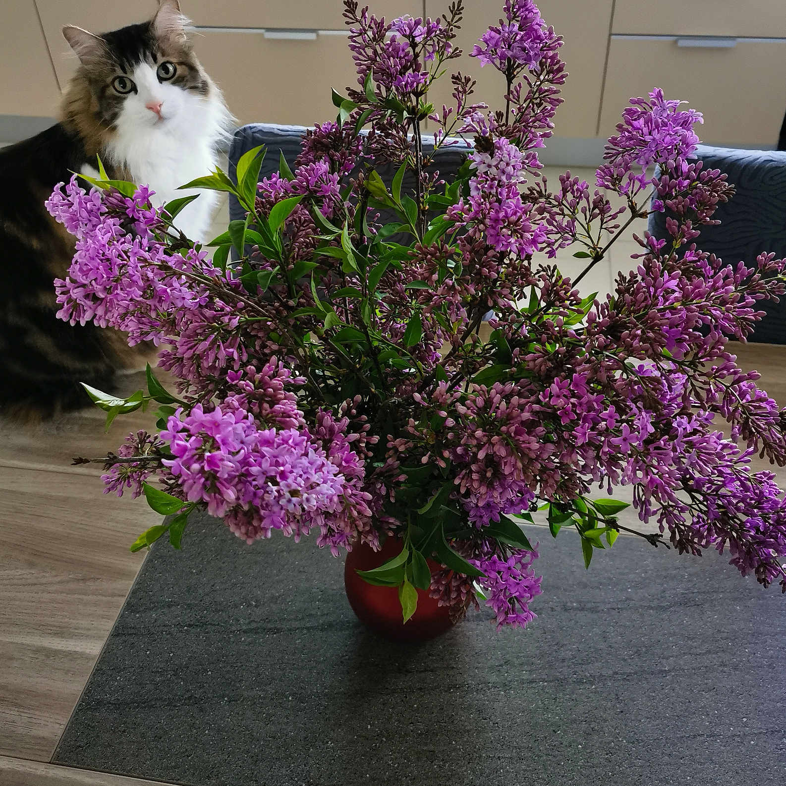 Orki