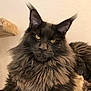 cat, maine_coon, fluffy, yellow_eyes, portrait, indoor, pet, feline, long_hair, whiskers, ears, close_up, animal, mammal, domestic_animal, looking_at_camera, relaxed, fur, face, cute
