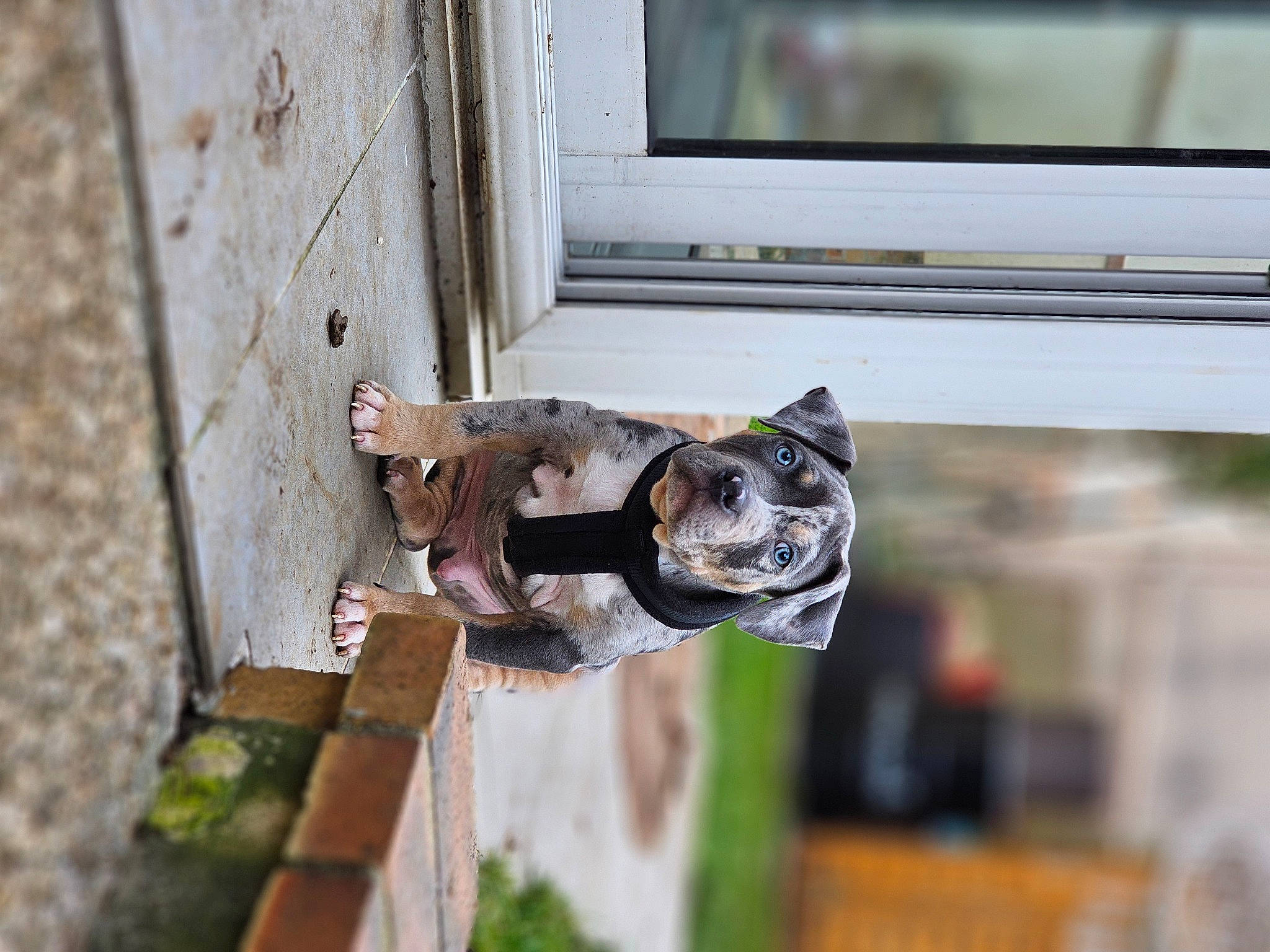 Tiger a rejoint le concours — aidez-le/la à gagner de superbes lots ! door, door_handle, felidae, fish, glass, home_door, home_security, latch, lock, metal, sash_window, security, small_to_medium_sized_cats, television, vehicle_door, water, window, wood