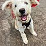 puppy, dog, white_dog, happy, smiling, pet, outdoor, pavement, canine, fur, collar, harness, animal, cute, friendly, young_dog, person_hand, pet_accessory, playful, closeup