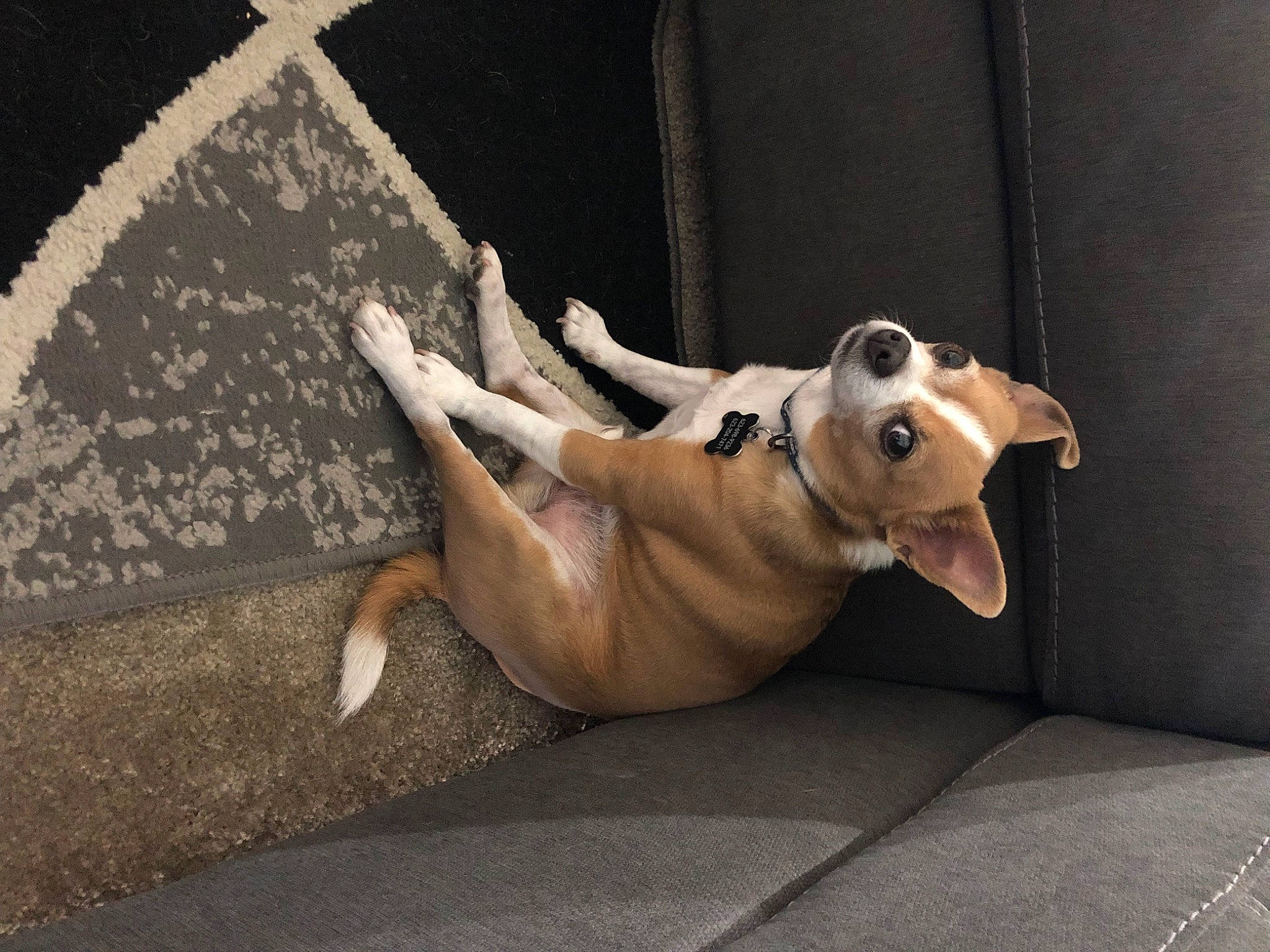 Diesel is registered to the contest to win money with this photo: art, canidae, carnivore, collar, companion_dog, dog, dog_breed, dog_collar, dog_supply, fawn, grey, human_leg, leash, paw, snout, sporting_group, tail, toy_dog, whiskers, working_animal