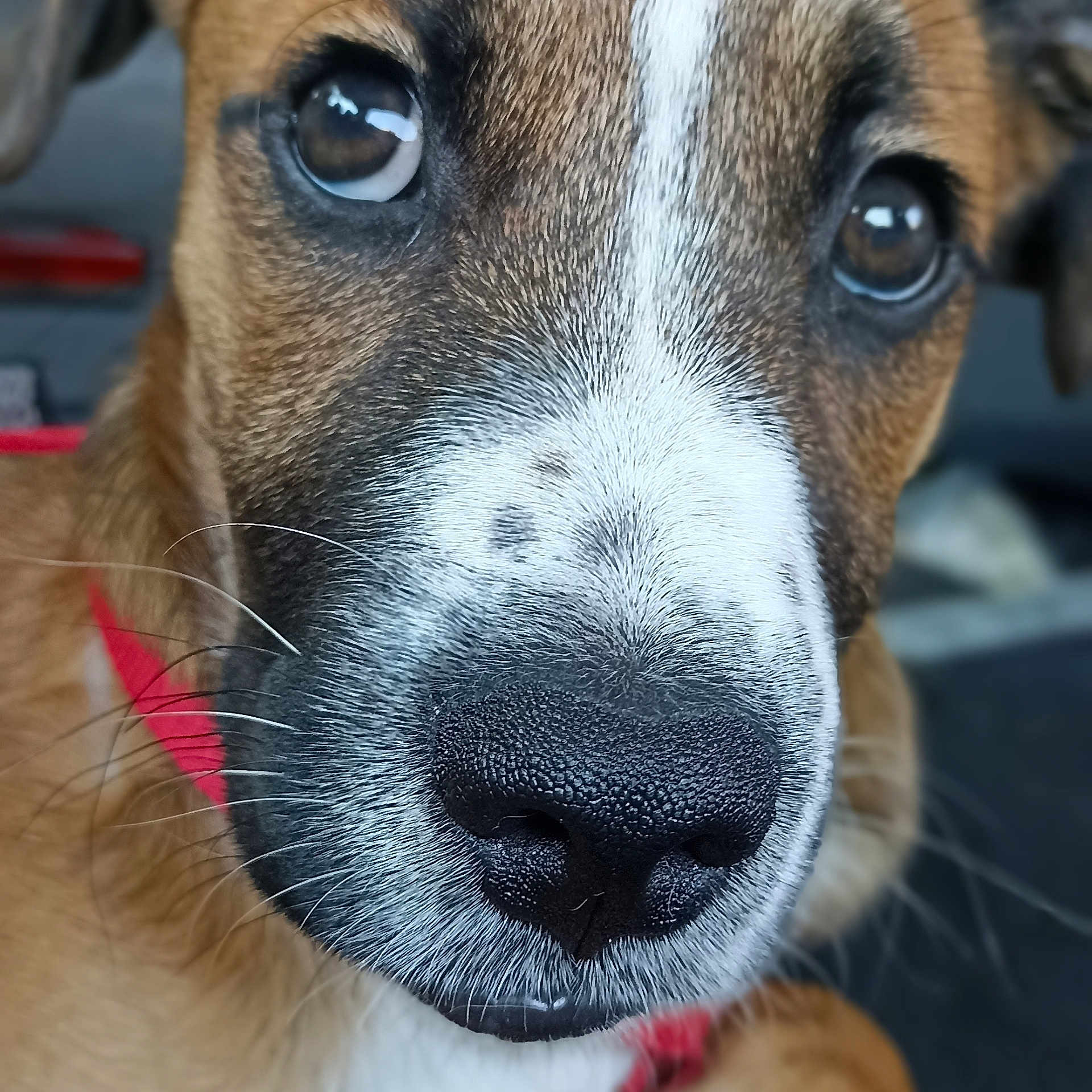 Titi participe au concours pour gagner de l'argent avec cette photo : accessories, animal, beagle, bodypart, boxer, bulldog, canine, dog, hound, husky, labradorretriever, mouth, person, pet, pitbull, pointer, puppy, snout, strap, terrier