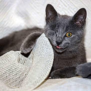 Typiack participe au concours pour gagner de l'argent avec cette photo : animal, close-up, cozy, curious, cute, fabric, fur, gray_cat, indoor, kitten, one-eyed, paw, pet, playful, resting, soft_light, texture, tongue_out, whiskers, young_cat