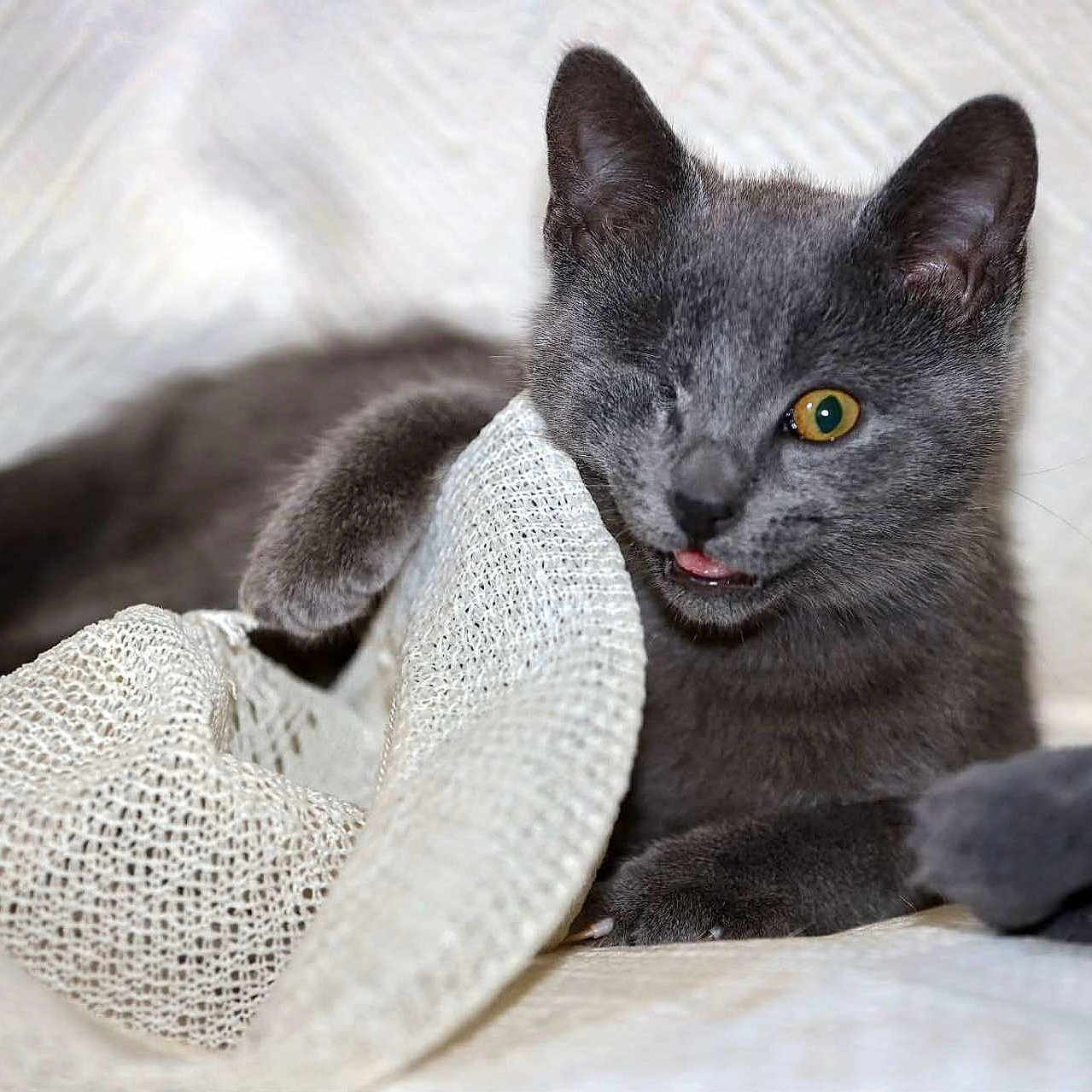 Typiack participe au concours pour gagner de l'argent avec cette photo : animal, close-up, cozy, curious, cute, fabric, fur, gray_cat, indoor, kitten, one-eyed, paw, pet, playful, resting, soft_light, texture, tongue_out, whiskers, young_cat