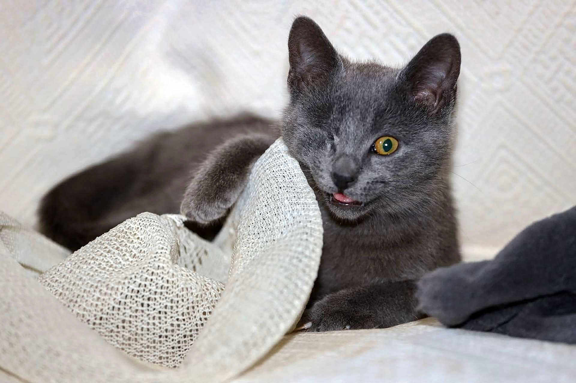 Typiack participe au concours pour gagner de l'argent avec cette photo : animal, close-up, cozy, curious, cute, fabric, fur, gray_cat, indoor, kitten, one-eyed, paw, pet, playful, resting, soft_light, texture, tongue_out, whiskers, young_cat