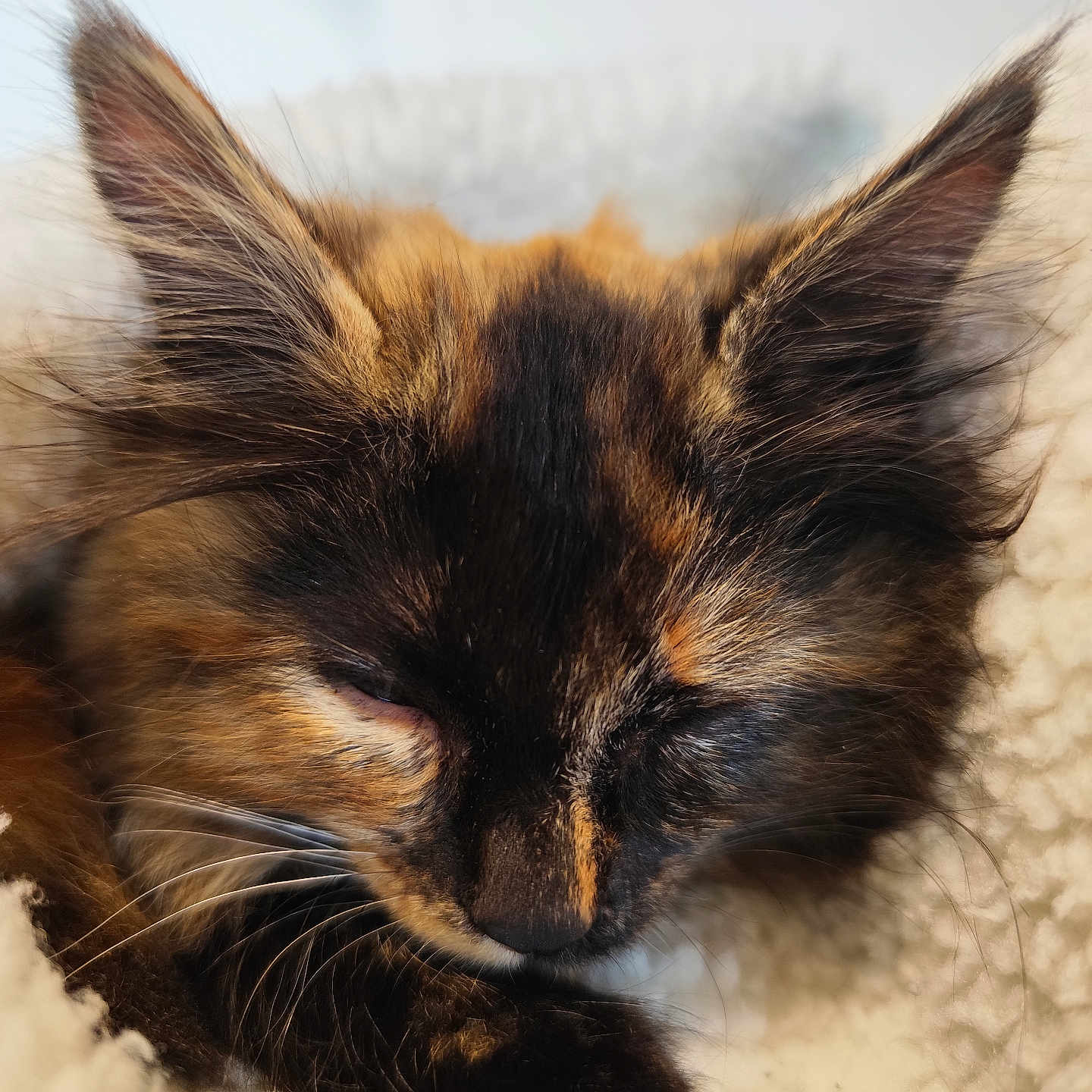 Samouraï participe au concours pour gagner de l'argent avec cette photo : animal, blanket, cat, close_up, cozy, cute, domestic_animal, feline, fur, furry, indoors, kitten, paw, pet, resting, sleeping, soft, tortoiseshell, whiskers, young