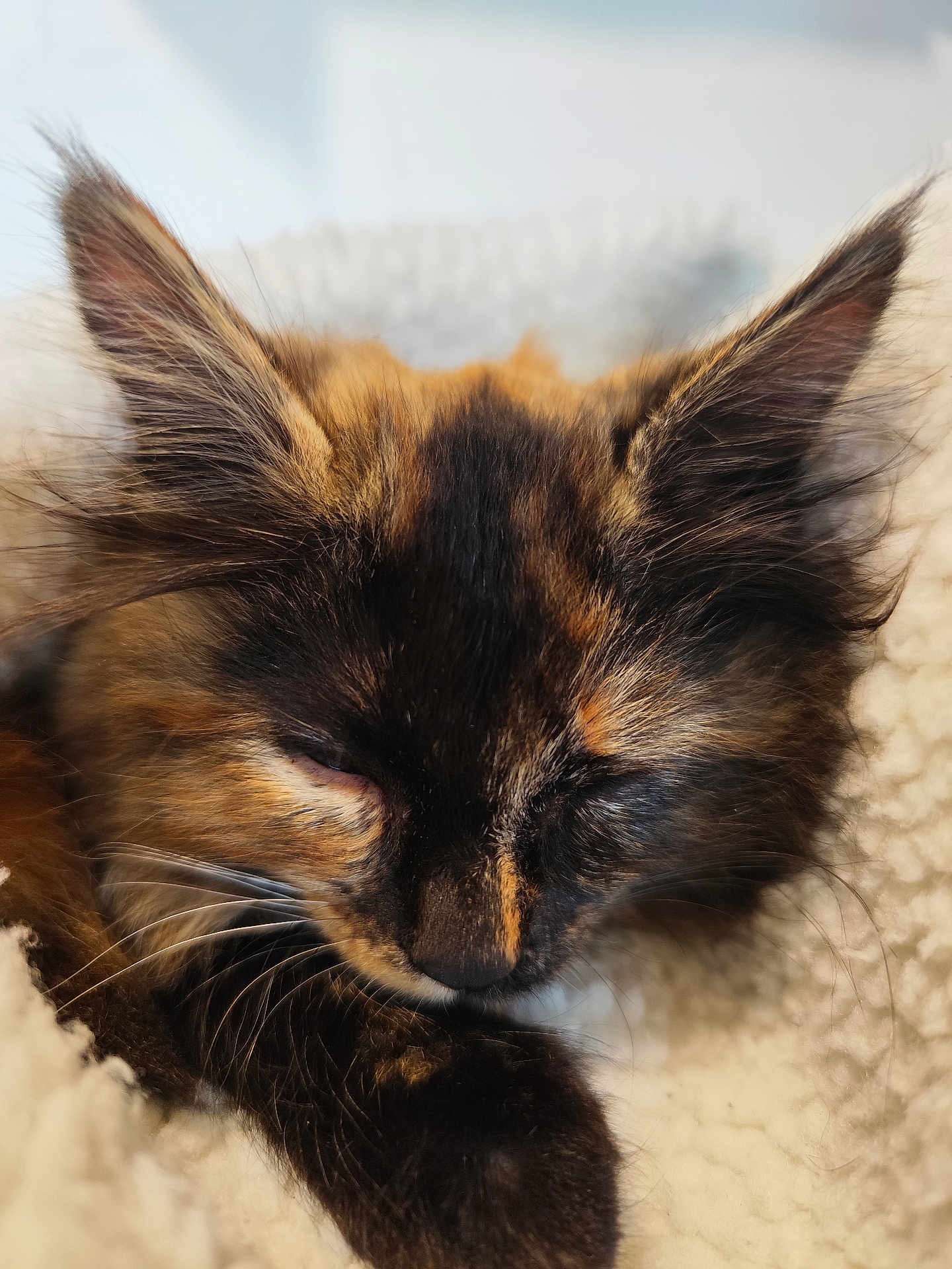 Samouraï participe au concours pour gagner de l'argent avec cette photo : kitten, cat, sleeping, close_up, tortoiseshell, furry, pet, cozy, blanket, whiskers, animal, cute, soft, young, resting, domestic_animal, feline, fur, paw, indoors