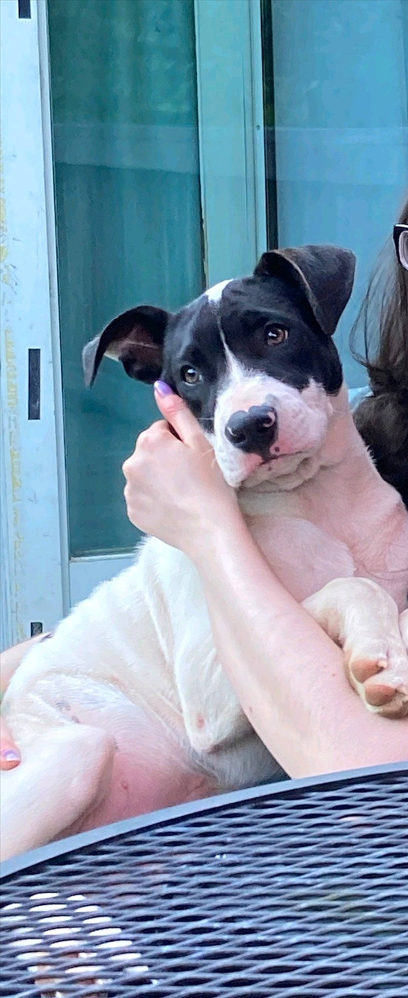 Moo is registered to the contest to win money with this photo: boston_terrier, canidae, carnivore, comfort, companion_dog, dog, dog_breed, door, fawn, fur, lap, non_sporting_group, pink, sitting, snout, sporting_group, thigh, working_animal, wrist