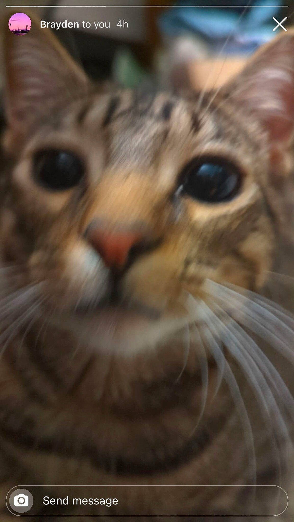 Tucky is registered to the contest to win money with this photo: carnivore, cat, close_up, domestic_short_haired_cat, event, eye, felidae, fur, head, small_to_medium_sized_cats, snout, terrestrial_animal, whiskers, wildlife